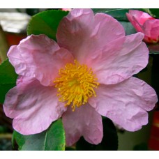 Camellia Kirsty Ann x 1 Plants Soft Pink Flowering Hedge Cottage Garden Shrubs Sun Shade Evergreen Courtyard Patio sasanqua